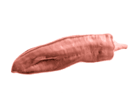 poivron