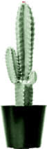 cactus-home