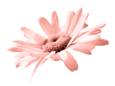 camomile-2