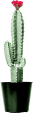 kaktus